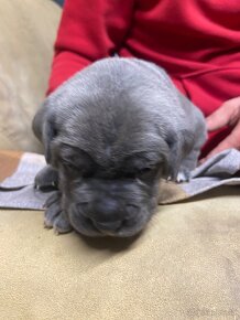 Cane Corso - 14