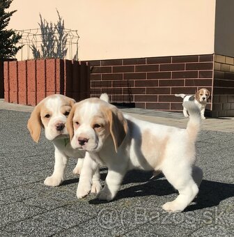 Bígel Bigl Beagle s PP FCI (bicolor, tricolor) - 14