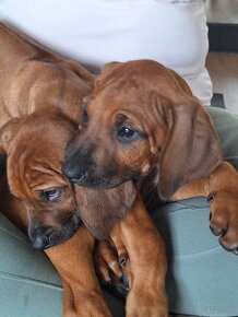 Rhodesian Ridgeback - 14