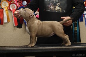 American Bully - 14