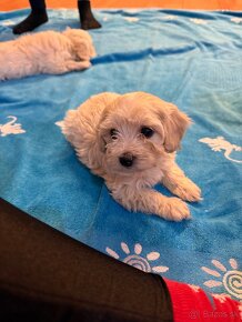 Maltipoo - 14