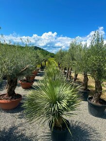 Olivovník európsky (Olea europaea) - 14