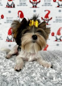 Yorkshirsky terier - Biewer - Yorkshire terrier - Jorkšír - 14