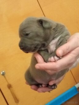 American Bully  Rezervacia - 14