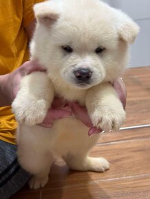 Akita inu - 14