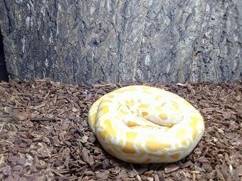 PREDÁM PYTHON MOLURUS BIVITTATUS ALBINO CARAMEL - 14