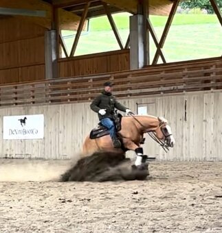 Dvouletá buckskin Quarter Horse klisna, nominace na Futurity - 14