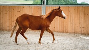 Dvouletá splash Quarter Horse klisna, nominována na Futurity - 14