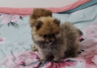 Pomeranian - 14