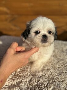 Teacup Maltipoo / doodle/ - 14