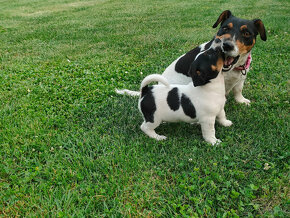 Jack Russel terier ( Opravene cislo mobilu) - 14