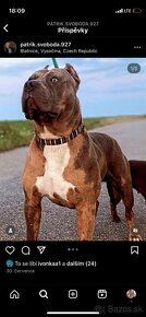 American bully xl - 14