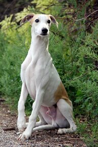 Vipet / Whippet - 14