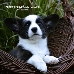 Welsh Corgi Cardigan FCI- krásná dívka - 14