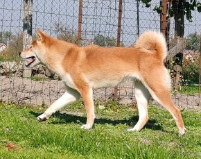 Shiba inu fenka s PP - 14