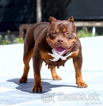 Fena American Bully XL - 14