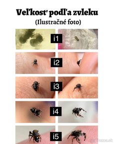 Predám Phidippus regius „Everglades“ (Skákavka kráľovská) - 14