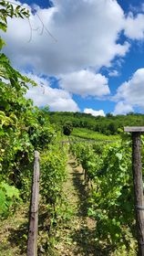 Znížená Na predaj vinica s chatkou  Štúrovo Hegyfarok - 14