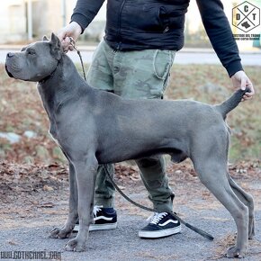 Dynasty Warriors Cane Corso - 14