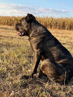 Vynimocne steniatka americky bandog s rodokmenom k rezerváci - 14