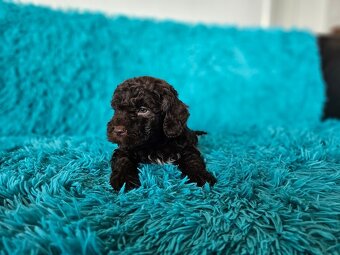 LAGOTTO ROMAGNOLO-brown, with super ped. FCI - 14