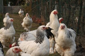 Brahma Kolumbiana a Holokrčky predak - 14