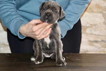 Šteniatka Cane Corso - 14