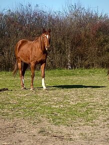 Na predaj 12 ročné kone / kobyly - 14