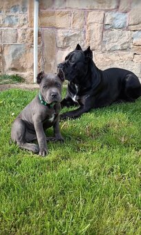 Šteniatka Cane Corso - 14