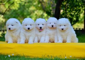 Samojed s PP LA TORRE ROJA - 14