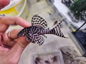 Pleco, Hypancistrus, Ancistrus long fin, sumce - 14