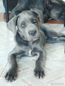 Cane Corso - 14