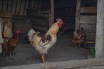 Rodinný dom v krásnej prírode s pozemkom 4000m² - 14