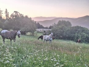 Ustajnenie,výcvik,preprava,ošetrenie koni-dornovou metódo - 14