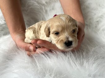 Maltipoo šteniatka,  pudel,  maltezák. - 14