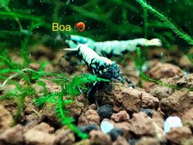 AKVA KREVETKY ODCHOVY - Premium Caridina a Neocaridina - 14