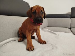 RHODESIAN RIDGEBACK - 14