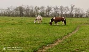 Vidiecke sídlo v tichom prostredí, ranč, stajne, poz.3,1 ha - 14