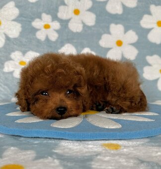 Toy pudel - toy pudlík - red toy poodle - 14