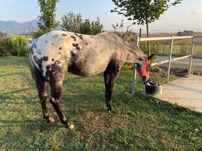 Appaloosa / Appa - 14