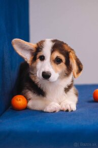 Welsh Corgi Pembroke - 14