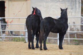 Kobyly na predaj - Percheron - 14