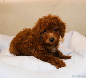 Toy pudla, Red Toy Poodle, Red Toy Pudel - 14