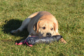 boerboel Ballotada - 2 krásné feny -6měsíců - 14