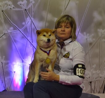 Shiba  inu s PP - 14