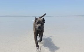 Cane Corso s PP - 14