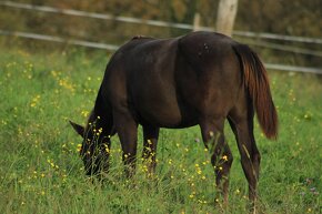 Black Appaloosa colt - 14