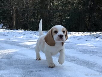 Bígel Beagle Bigl s PP FCI (bicolor) - 14