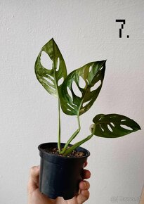 Monstera adansonii variegata - 14