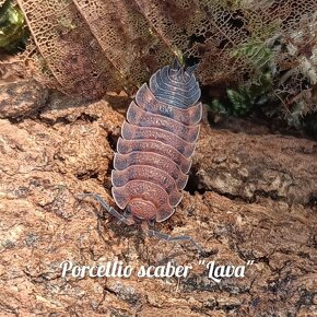 ❤️Najväčšia zbierka isopod - 14